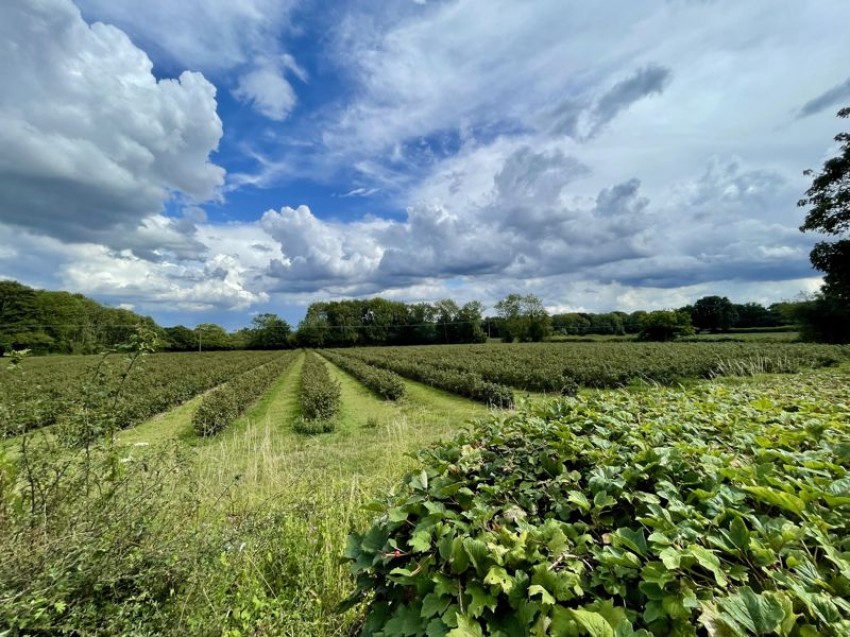 Images for Webbs Orchard, Tonbridge